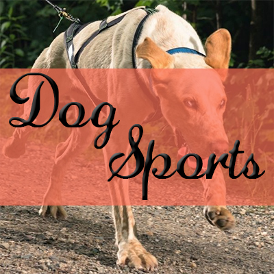 Dog Sports