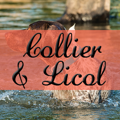 Collier & Licol