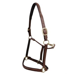 Draft padded leather halter - Brown