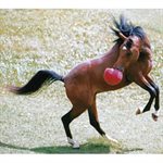 Horsemen's Pride Jolly Ball 8'' - Red