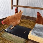 Farm Innovators Heated Chicken Mat